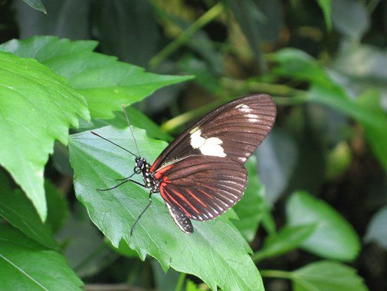 Schmetterlingspark Klütz
